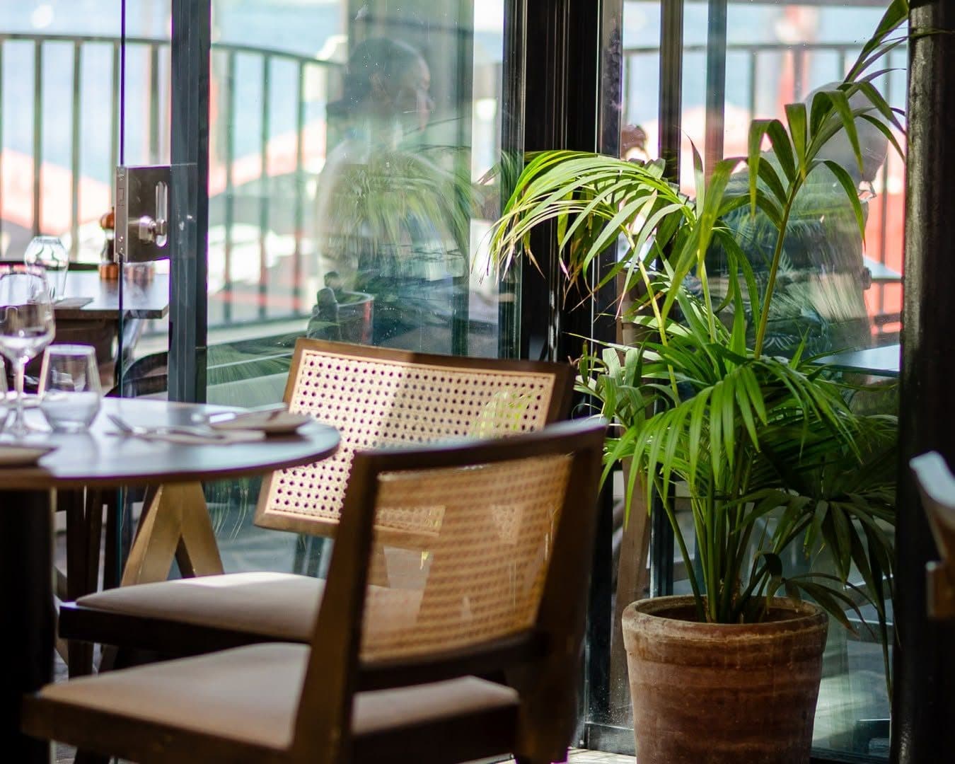 A cane-backed chair beside a potted palm at the window